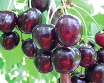 Michurinskaya vyšnių veislių aprašymas ir savybės, sodinimas ir priežiūra