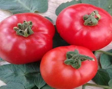 Descripción de la variedad de tomate Parodist, características de cultivo.