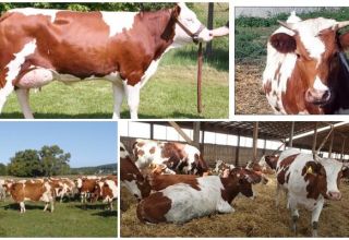 Опис и карактеристике црвено-белих крава, њихов садржај