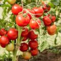 Egenskaper och beskrivning av tomatsorten Lyubasha och dess utbyte