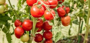 Caratteristiche e descrizione della varietà di pomodoro Lyubasha e della sua resa