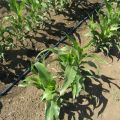 Kaip pasirinkti veislę ir auginti kukurūzus vasarnamyje atvirame lauke?