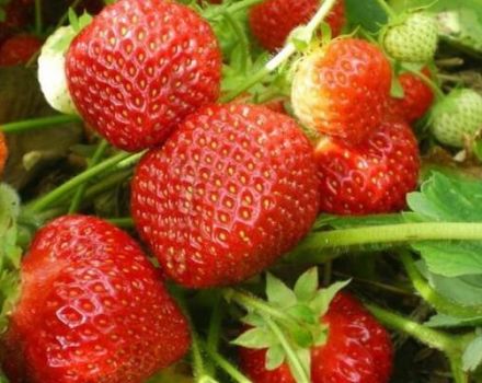 Beschreibung und Eigenschaften der Erdbeersorten Sudarushka, Pflanzschema und Pflege