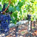 Kaip tinkamai pririšti vynuoges prie grotelių pavasarį, metodai ir nuoseklios instrukcijos pradedantiesiems