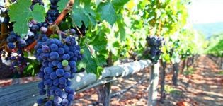 Kaip tinkamai pririšti vynuoges prie grotelių pavasarį, metodai ir nuoseklios instrukcijos pradedantiesiems