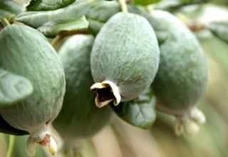 Growing and caring for feijoa in the open field and at home, useful properties