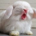 Warum Kaninchen beißen und wie man sie entwöhnen kann, was nach einem Biss zu tun ist