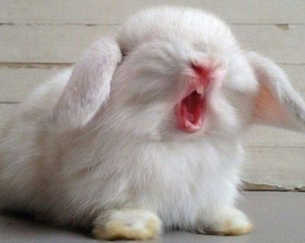 Pourquoi les lapins mordent et comment les sevrer, que faire après une morsure
