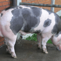 Pietrain kiaulių veislės aprašymas ir savybės, priežiūra ir veisimas
