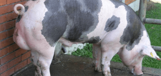 Beskrivning och egenskaper hos Pietrain-svinrasen, underhåll och uppfödning
