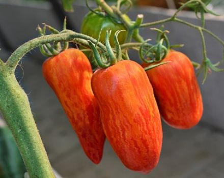 Pomidorų liepsnos kibirkšties savybės ir aprašymas