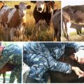 Der Erreger und die Symptome der Leukämie bei Rindern, wie wird die Gefahr für den Menschen übertragen
