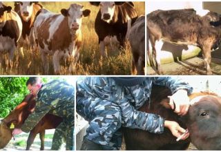 Det forårsagende middel og symptomer på leukæmi hos kvæg, hvordan overføres faren for mennesker