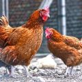 Kuchinsky jubiliejaus viščiukų veislės aprašymas, veisimas ir kiaušinių gamyba