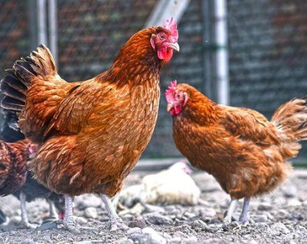 Kuchinsky jubiliejaus viščiukų veislės aprašymas, veisimas ir kiaušinių gamyba