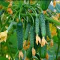 Karakteristika af den sibirske garland agurksort, plejefunktioner
