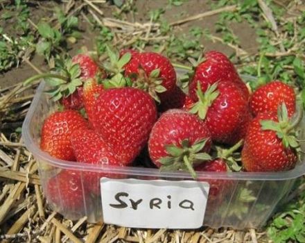 Popis a vlastnosti jahodové odrůdy Sýrie, pěstování a péče