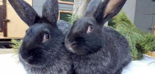Beschreibung und Eigenschaften von Kaninchen der Poltava-Silberrasse, pflegen Sie sie