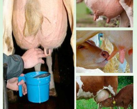 How many times a day and a day a cow should be milked and what affects the number of milkings
