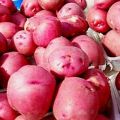 Bulvių veislės „Red Scarlet“ aprašymas, jos savybės ir derlius