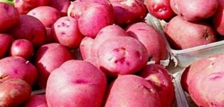 Descripción de la variedad de patata Red Scarlet, sus características y rendimiento.