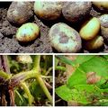 Príčiny chorôb zemiakov, ich opis a liečba, kontrolné opatrenia