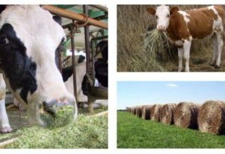 De combien de foin une vache a-t-elle besoin par an, jour et hiver, méthodes de calcul de la quantité