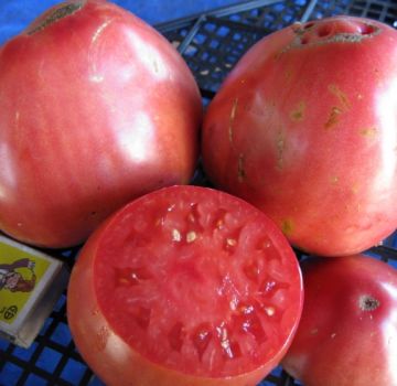 Pomidorų veislės Sevruga arba Pudovik savybės ir aprašymas, derlius