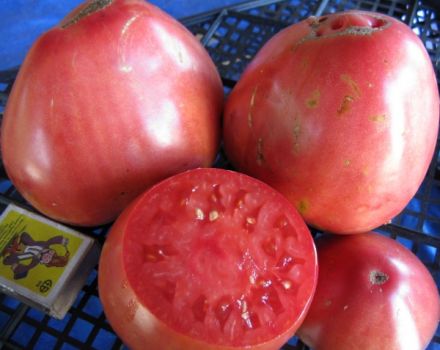 Charakteristika a opis odrody rajčiaka Sevruga alebo Pudovik, jeho výnos