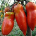Charakteristiky a opis odrody paradajok Scarlet Mustang