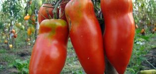 Charakterystyka i opis odmiany pomidora Scarlet Mustang