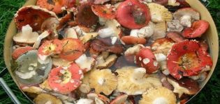 12 simple recipes for making pickled russula for the winter at home