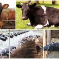 Varför svettar en ko mycket, orsaker och behandlingar