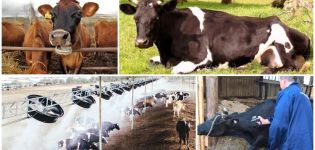 Miért egy tehén nagyon izzad, okai és kezelései