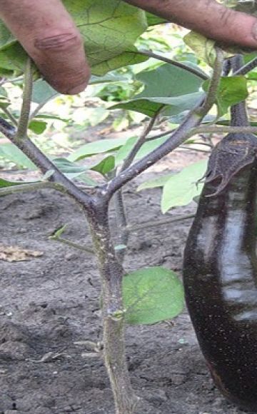 Description of the eggplant variety King of the North F1, advantages and disadvantages
