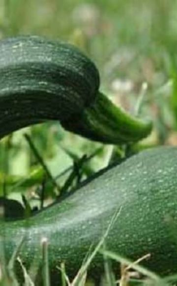 Por qué los calabacines crecen de forma irregular, lo que les falta