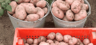 Beskrivelse af Rocco-kartoffelsorten, anbefalinger til dyrkning og pleje