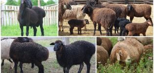 Beskrivning och kännetecken för fåren Edilbaevskaya, uppfödningsregler