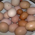 Dėl kokių priežasčių vištos kartais deda mažus kiaušinius ir kaip geriausiai išspręsti problemą