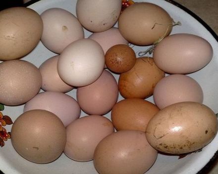 Miért csirkék néha kis tojásokat tojnak, és hogyan lehet a legjobban megoldani a problémát?
