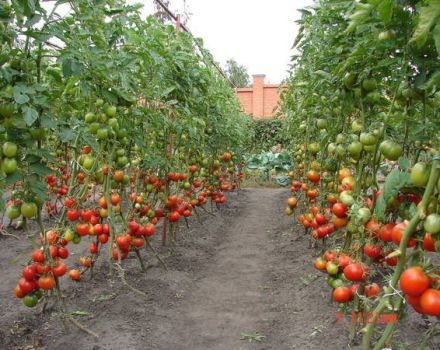 Die besten und produktivsten Sorten von hohen Tomaten, wenn sie für Setzlinge gepflanzt werden sollen