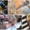 Oorzaken en symptomen van necrobacteriose van dieren, behandeling en preventie van vee