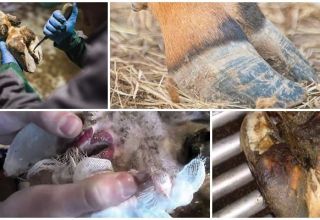 Príčiny a príznaky nekrobakteriózy zvierat, liečba a prevencia hovädzieho dobytka