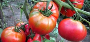 Pomidorų veislės Sugar Nastasya charakteristikos ir aprašymas, derlius