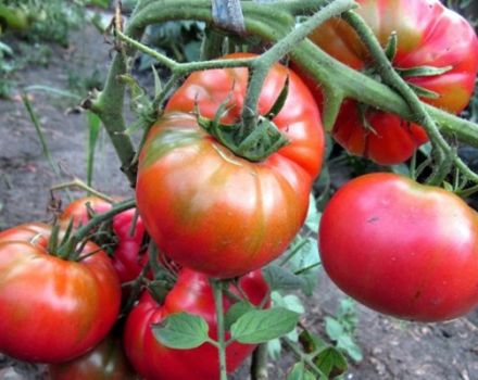 Caratteristiche e descrizione della varietà di pomodoro Sugar Nastasya, la sua resa