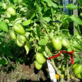Kenmerken en beschrijving van het tomatenras Verrassing binnenshuis, opbrengst en teelt