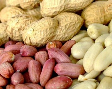 Skador och fördelar med jordnötter för människokroppen, egenskaper och vitaminer i jordnötter