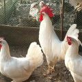 Beskrivning och egenskaper hos Leghorn-kycklingar, interneringsvillkor