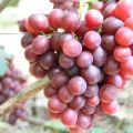Historia, beskrivning och egenskaper hos druvsorten Irinas gåva, odling och vårdegenskaper