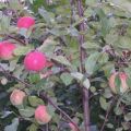 Beskrivning och egenskaper, fördelar och nackdelar med äpplesorten Legend, odlingens finesser